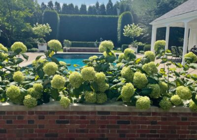 A pool with green plants in front of it.